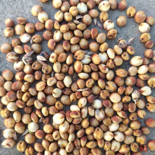 赤峰 现有500高粱，代收割，籽粒饱满，色泽鲜艳，无霉粒。