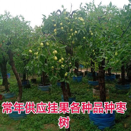平邑县沾化冬枣苗 枣树，挂果带包发货，