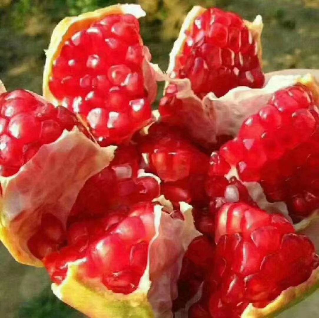 突尼斯软籽石榴 果园直销，新鲜美味，诚信快捷，现摘现发