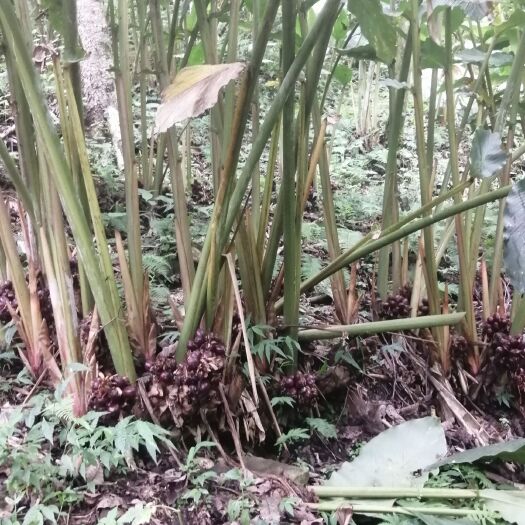 贡山县金果银果不如我们的草果