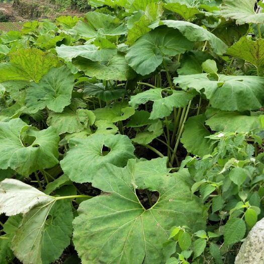 上饶山露菜  山蕗根 山露种 基地批发量大