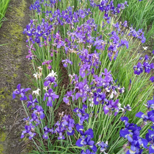 花菖蒲 玉蝉花 花菖蒲供应 玉蝉花供应