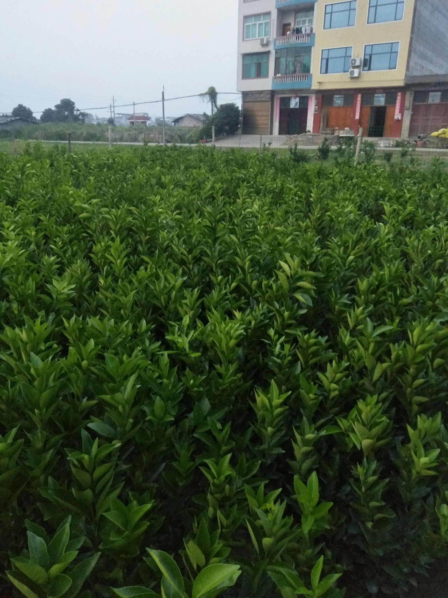  长期大量供应纽荷尔，福本，7904，红心脐橙树苗。