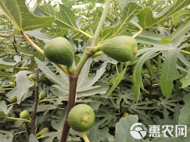  青皮无花果树苗无花果苗当年挂果品种纯正