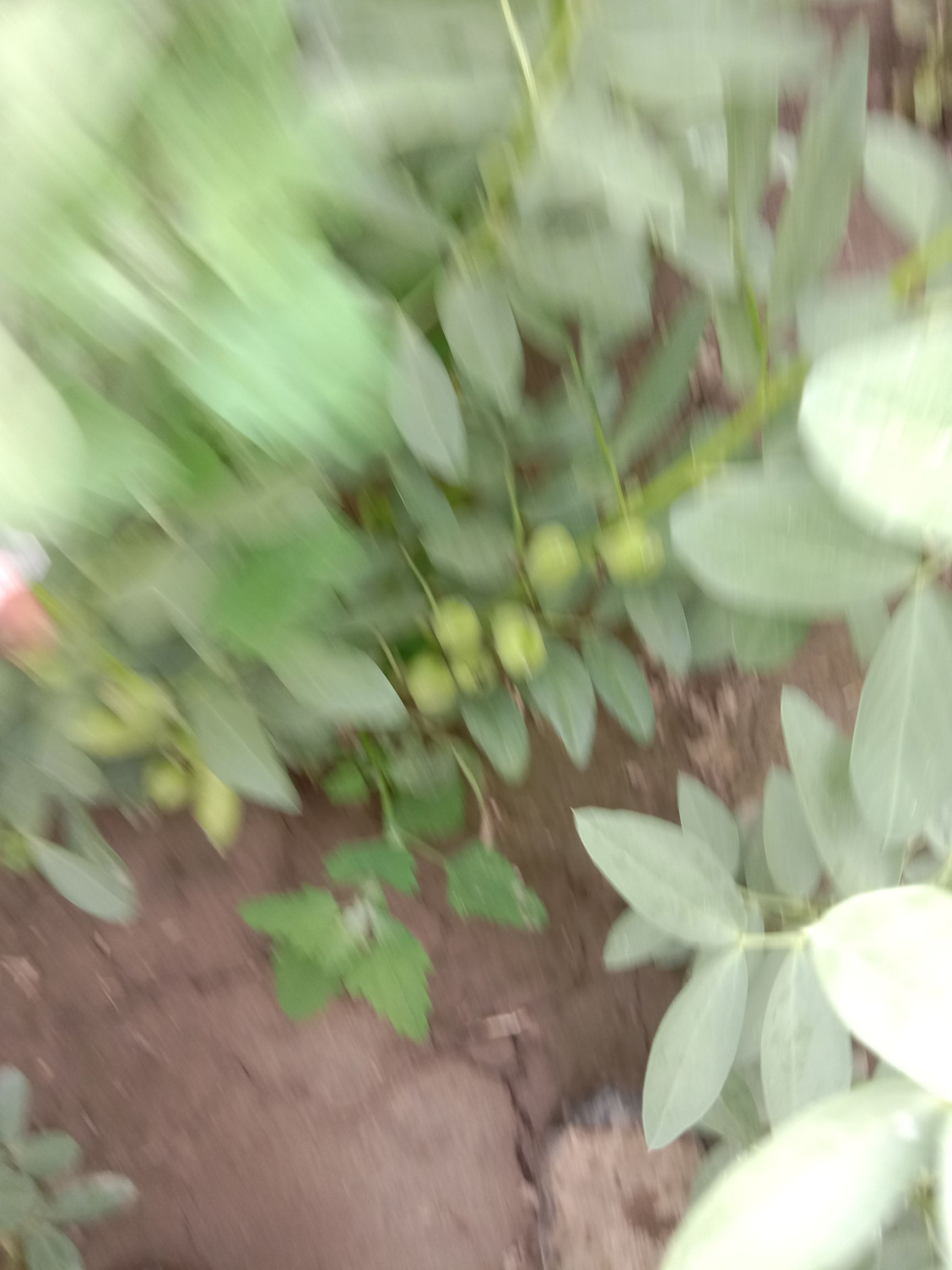  羊眼蚕豆，籽粒保满，无虫眼，无霉变，货源冲足，欢迎选购