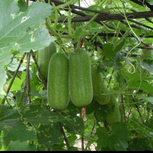 徐闻县蔬菜包装盒 广东节瓜