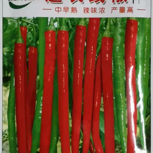 郑州线椒种子