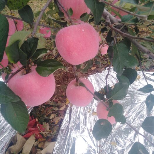 合阳县 红富士苹果