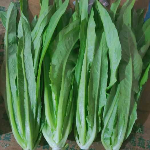 邯郸青油麦 捆把，散装，精加工都可以