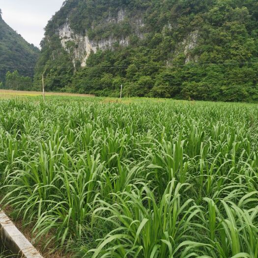 独山县巨菌草 青储饲料高蛋白提供种苗规模面积2000亩