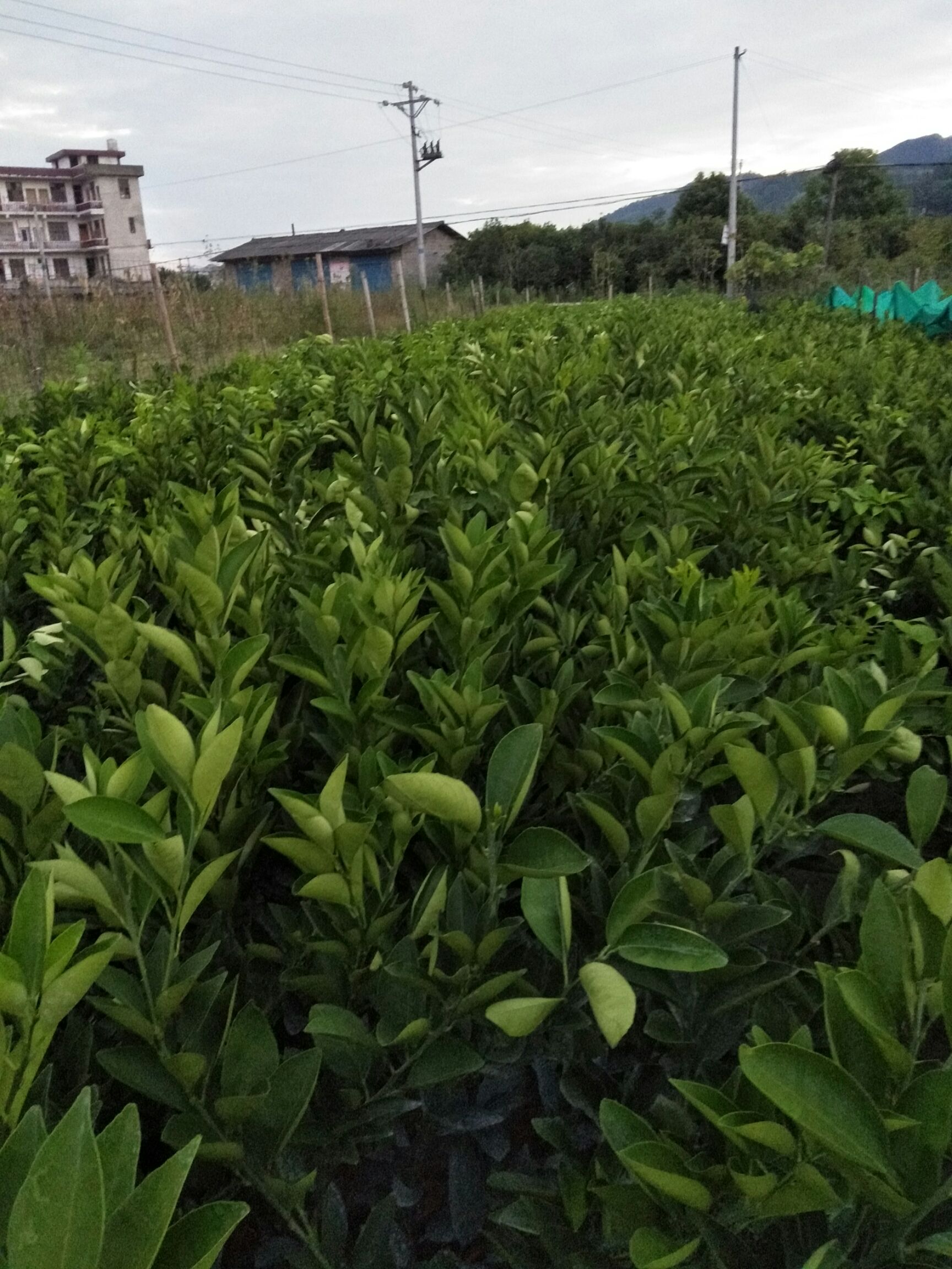  长期大量供应纽荷尔，福本，7904，红心脐橙树苗。