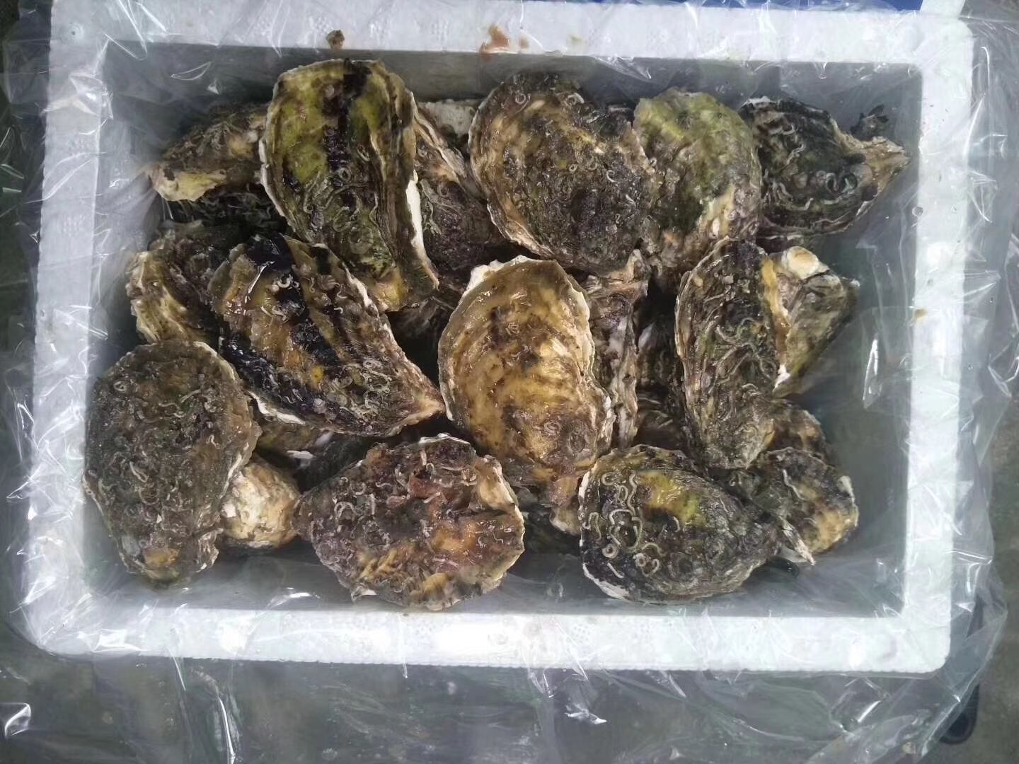 汫洲大蚝 又大又肥的蚝