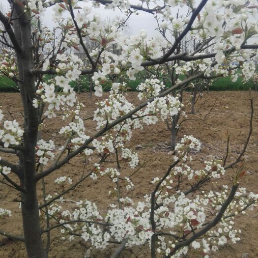 颍上县黄梨 发，江，浙，沪，皖