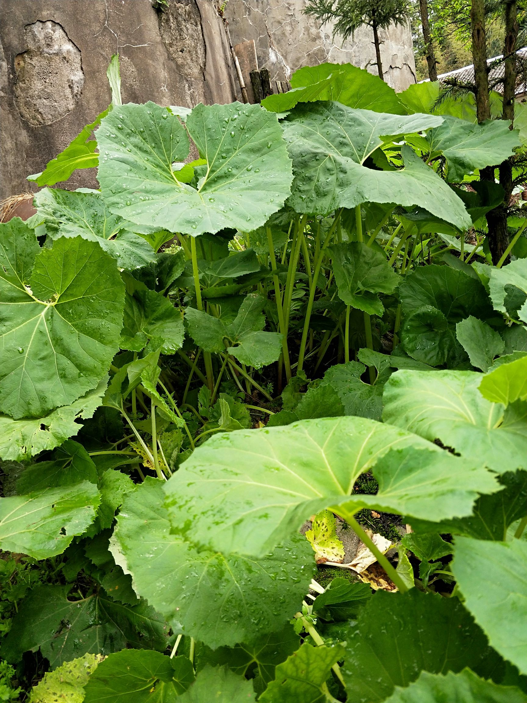 山露菜  山蕗种 山蕗菜种 基地批发