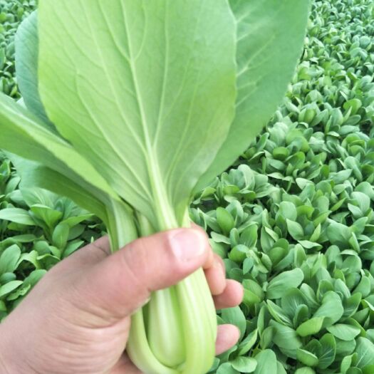 南通 小青菜，上海青，油菜供应基地，常年不断货