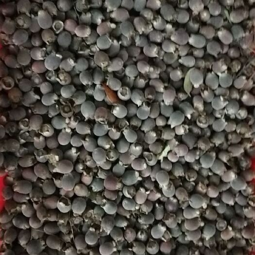 寻乌县 纯野生桃金娘，滋阴补阳的，泡酒佳品。
