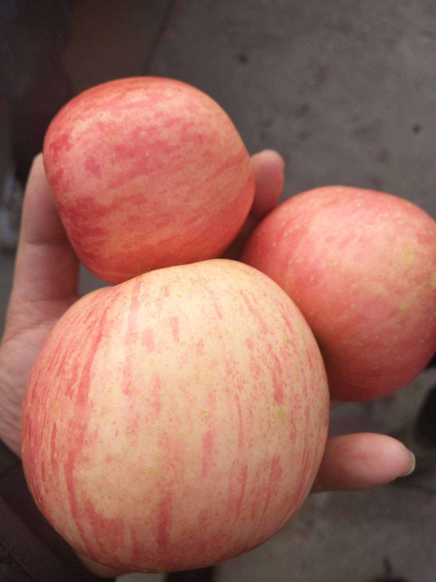 水晶富士山东水晶富士种植基地大量供应