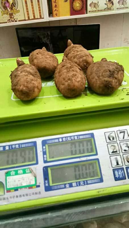 彝良县 正宗小草坝天麻(新鲜上市)，个大饱满，营养价值高。
