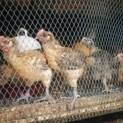 什邡市麻鸡苗  脱温鸡苗 青脚麻脱温苗品种齐全，诚信第一