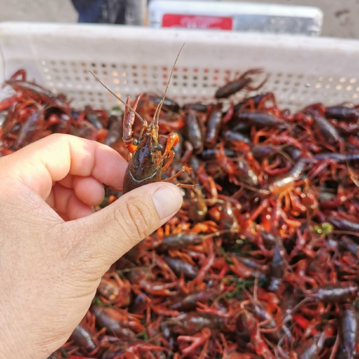 淡水人工养殖小龙虾苗种苗种虾深水虾技术指导50斤装包邮