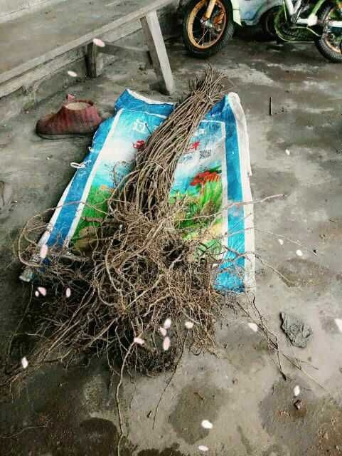 筠连县八月瓜苗