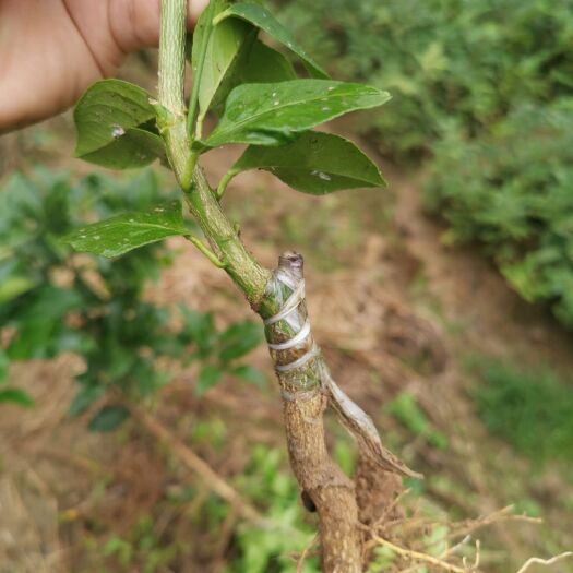 苍溪县 嫁接香水柠檬苗现挖现发品种保证