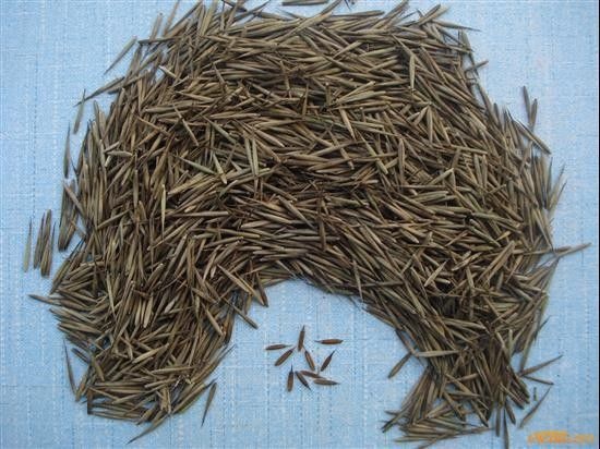 阳朔县 毛竹种子 毛竹苗 毛竹小苗 毛竹芽苗