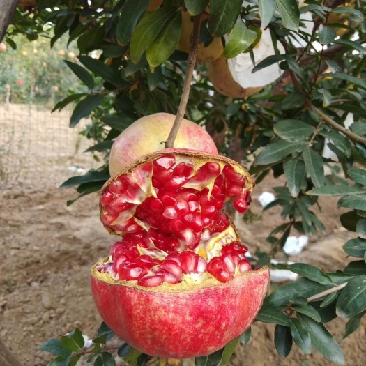 襄城县荥阳青皮软籽石榴，又大又红果子