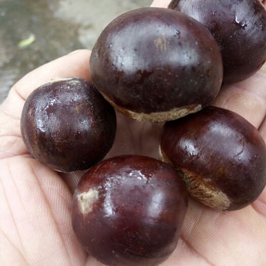 蒙阴县封开油粟 一级 中粒