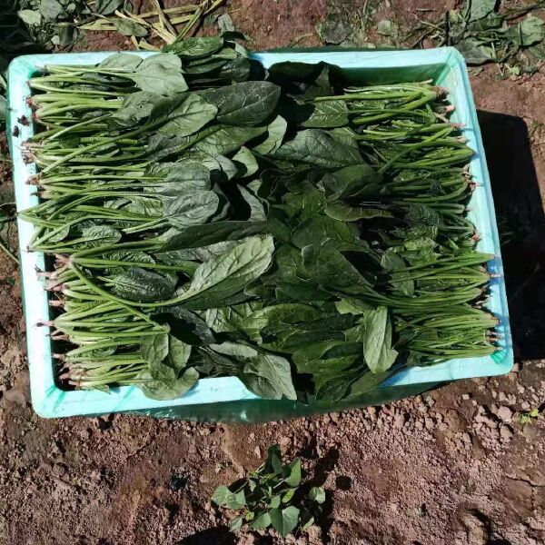菠菜 欢迎新老客户选购