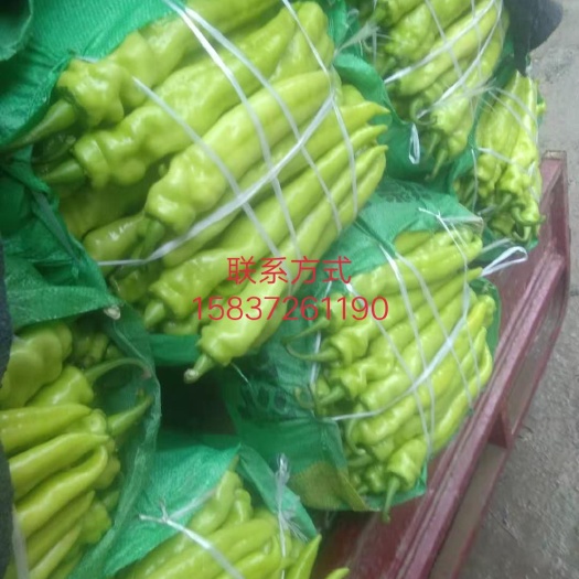 滑县黄皮辣椒 黄皮尖椒    质量好