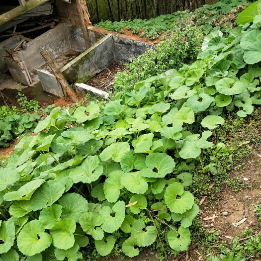 山露菜  山蕗种 山蕗菜种 基地批发