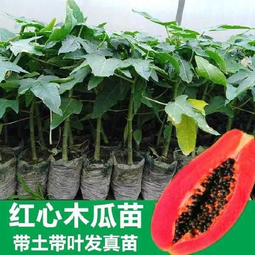 灵山县红心木瓜苗  红肉水果苗盆栽红肉木瓜大青木瓜苗大白木瓜苗植物绿植室