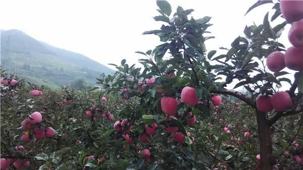 昭通高原红苹果 小箱不浪费