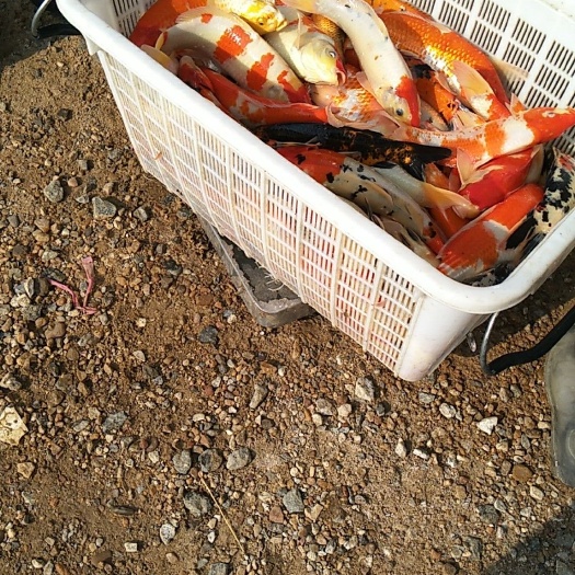 郯城县 锦鲤金鱼红草兰花红白三色批发