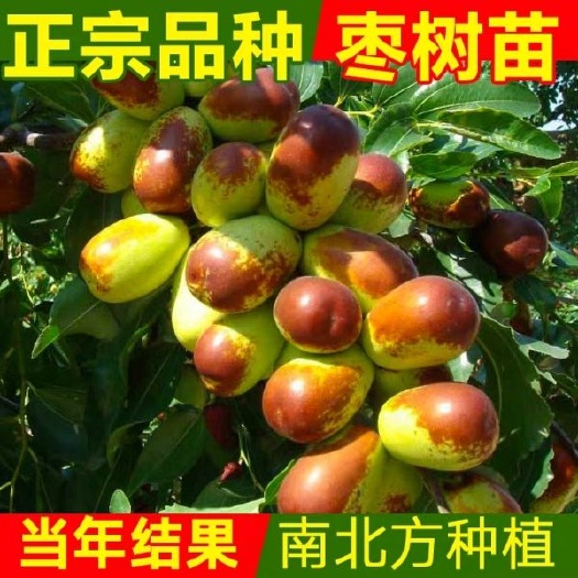 平邑县早脆王枣苗 冬枣苗
