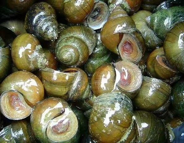 博白县 中国圆田螺  大量批发  博白地区包送