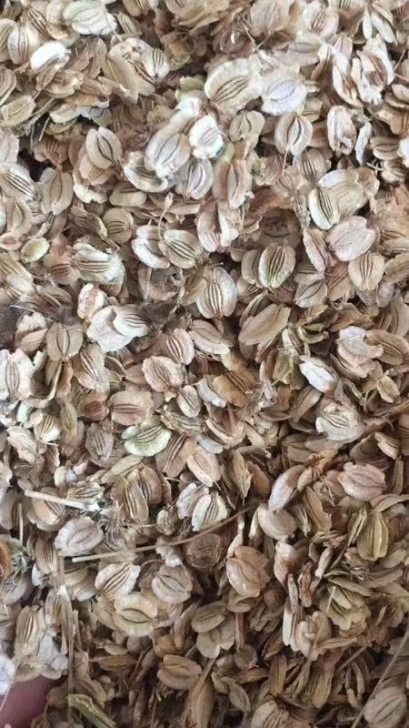 亳州白芷种子 合作社自产自销