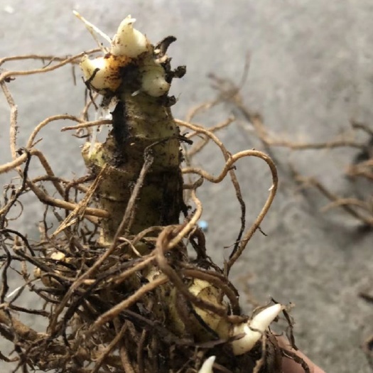 赤壁市黄精种苗 姜形黄精 多花姜型全芽头