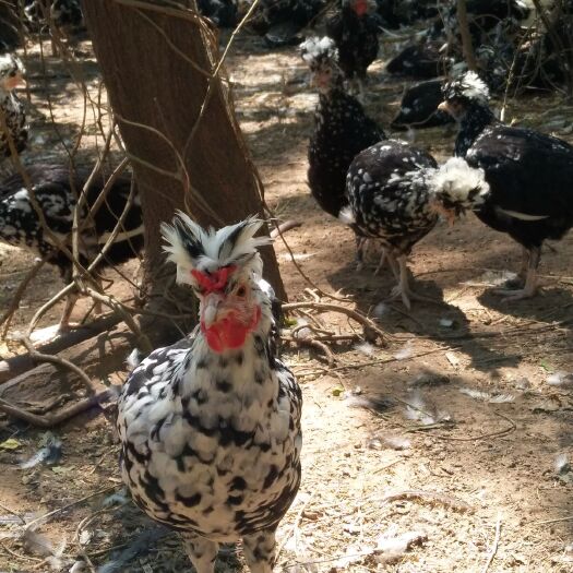 龙游县 林下散养一年以上产蛋贵妃鸡