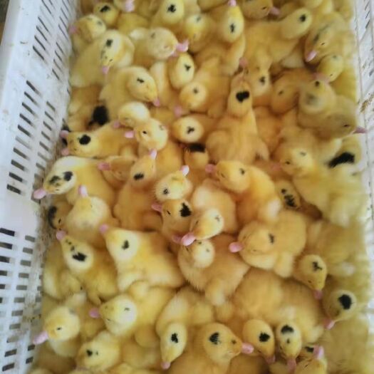 南宁 一点头鸭苗