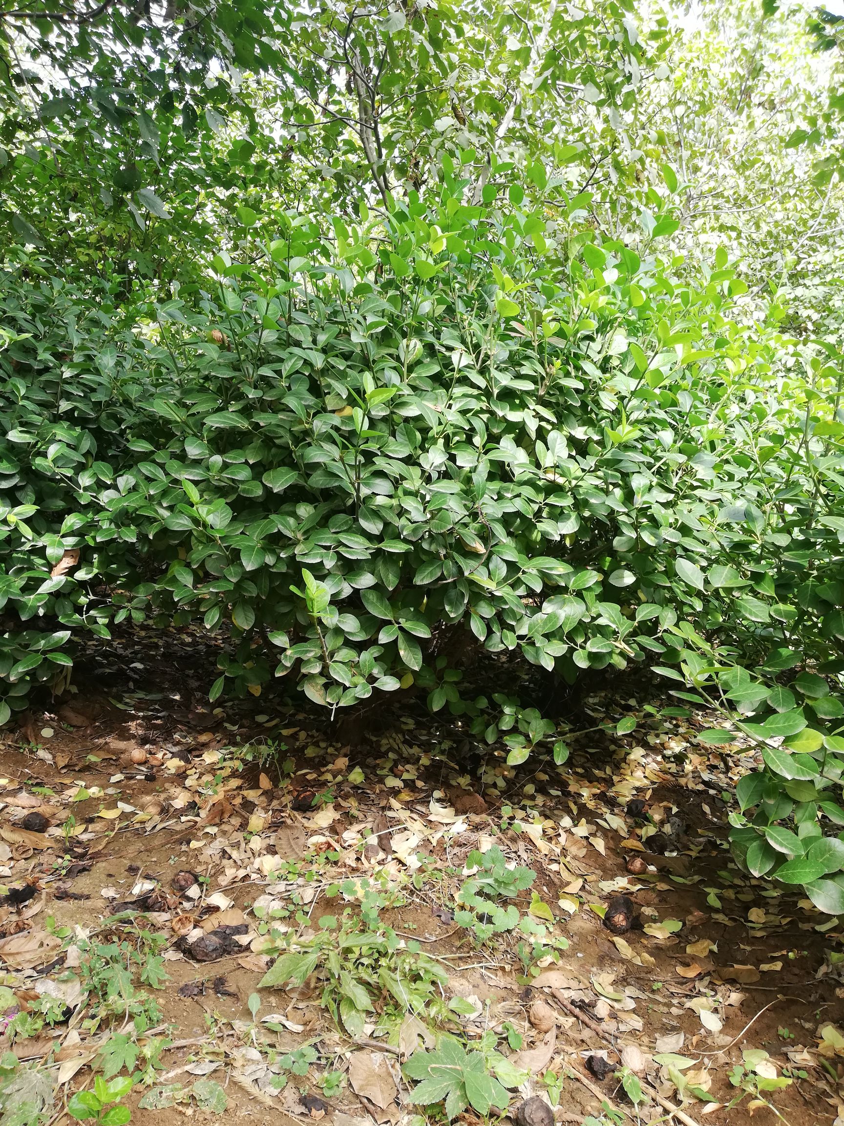  扶芳藤球