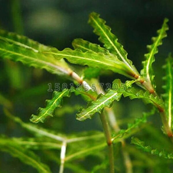  菹草种籽虾藻虾草麦黄草种子养殖小龙虾蟹鱼缸造景真水草增氧植物