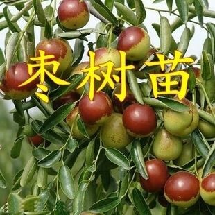 平邑县冬枣树苗 冬枣苗，当年结果，可视频看货