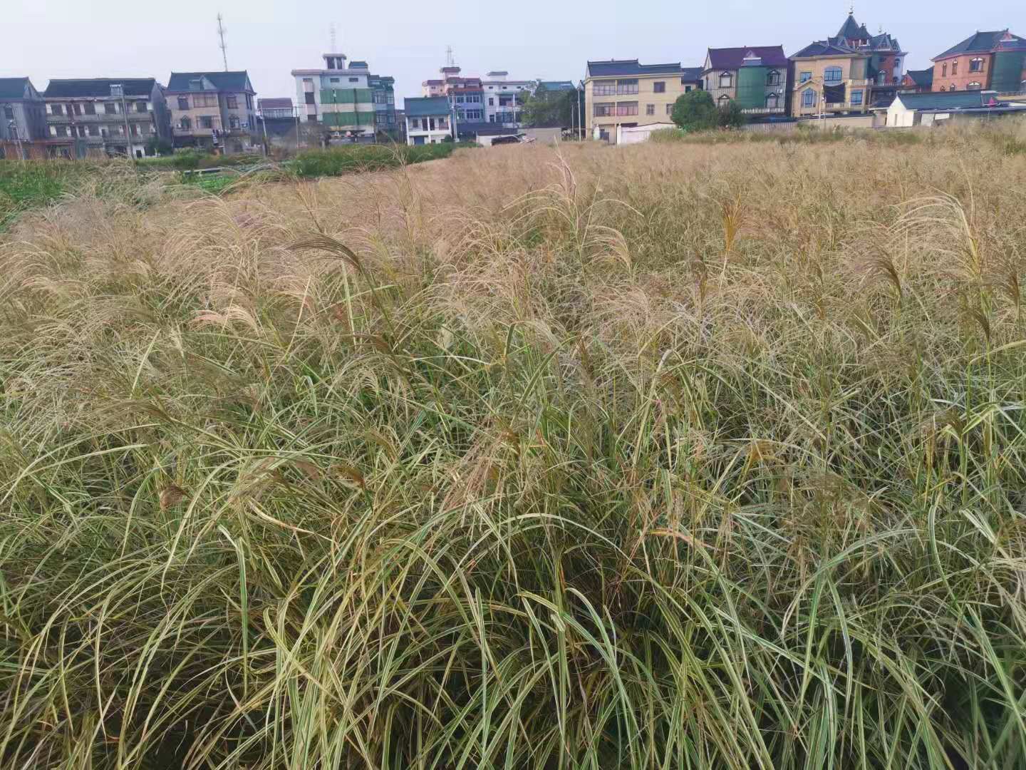 花叶芒 花叶芒批发供应 花叶芒价格 花叶芒苗圃基地