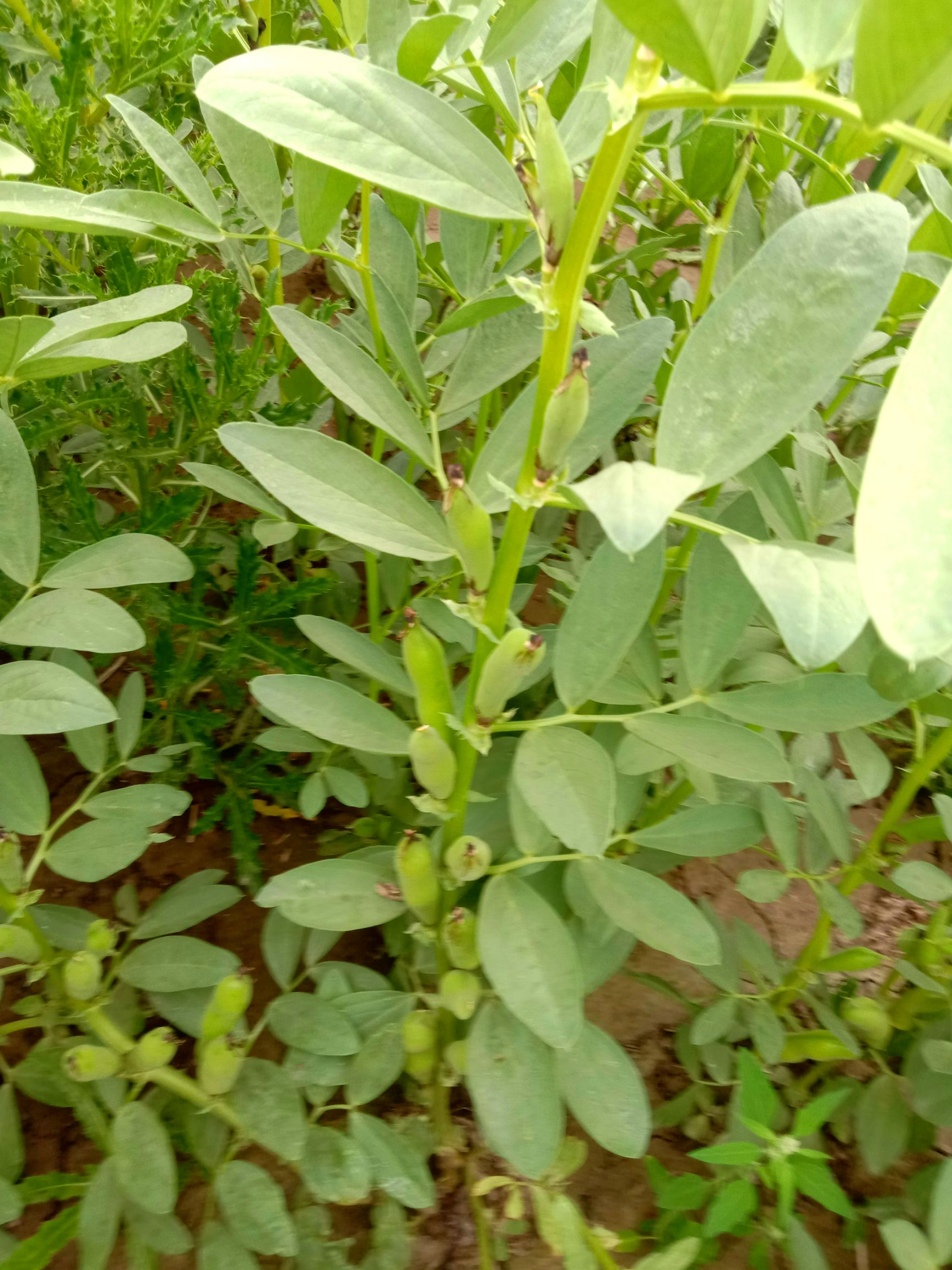  羊眼蚕豆，籽粒保满，无虫眼，无霉变，货源冲足，欢迎选购
