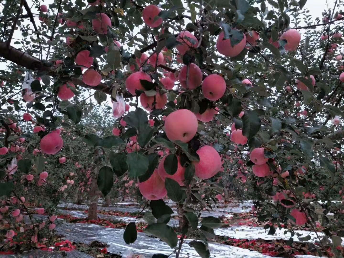 洛川苹果  欢迎各路客商前来采购苹果，宜川苹果色香味俱全，口感好含量高