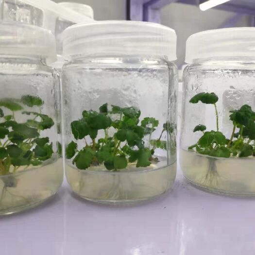 长丰县红颜草莓苗 出售红颜脱毒种苗