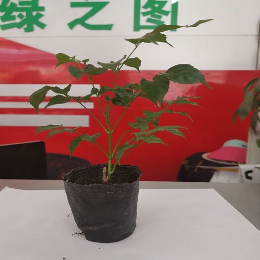 广州幌伞枫 新绿宝袋苗扦插苗泥炭土种植