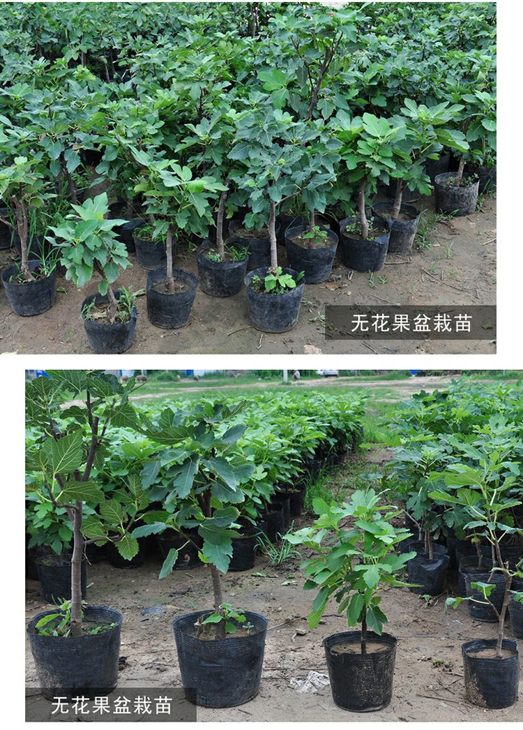  青皮无花果树苗基地直销品种纯正现挖现发南北适宜包成活